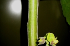 Stem-of-Velvet Leaf -plant