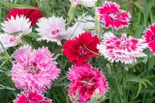 Different-Varieties-of-China-pink