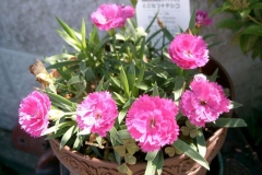 China-pink-Plant-grown-on-pot