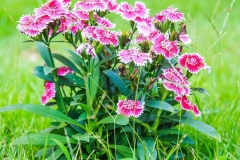 China-pink-Plant