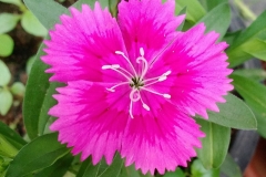 Closer-view-of-flower-of-China-pink