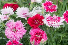 Different-Varieties-of-China-pink