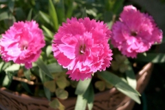 Flowers-of-China-pink