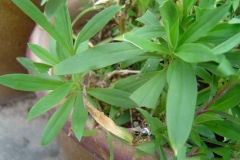Leaves-of-China-pink