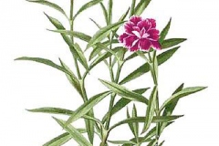 Plant-Illustration-of-China-pink