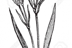 Sketch-of-China-pink