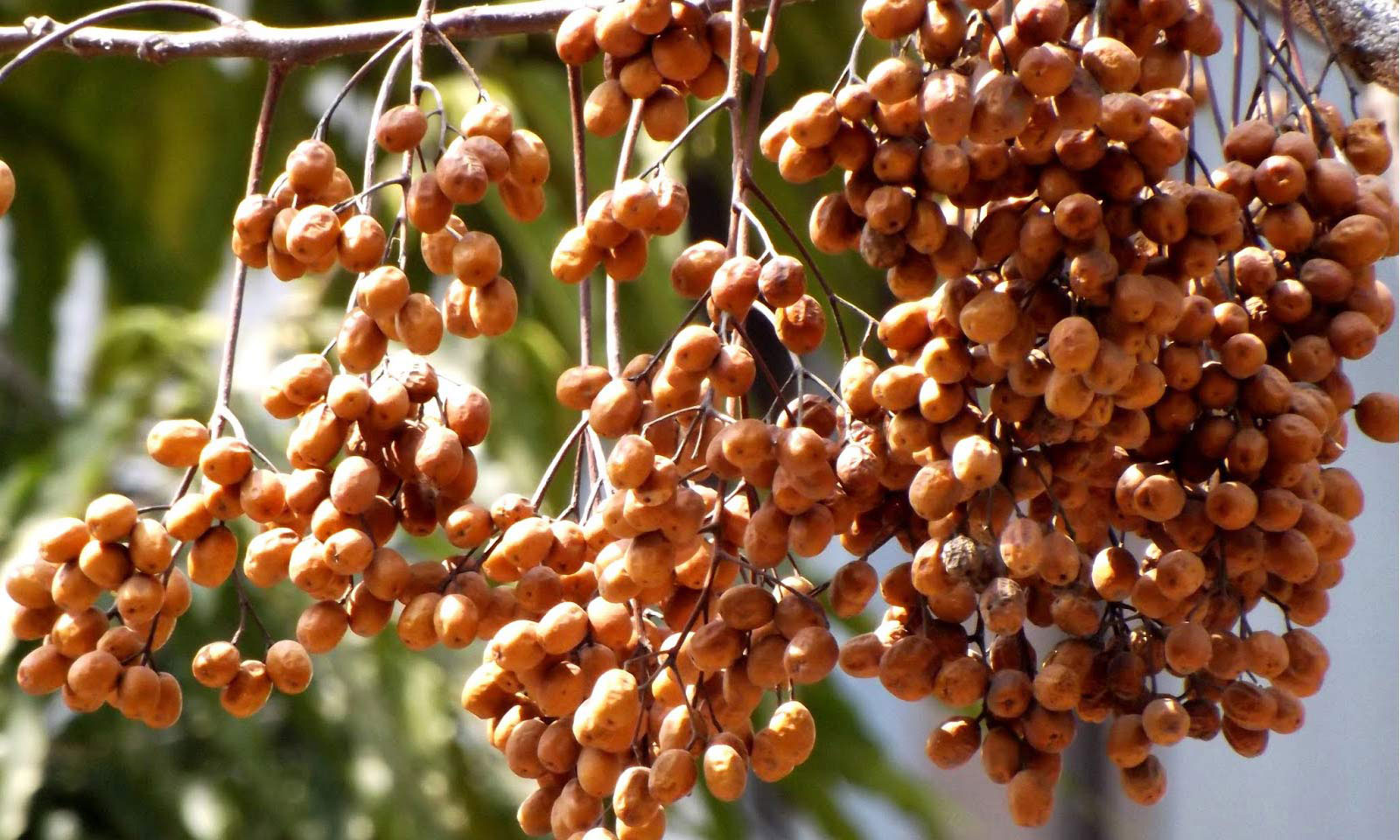 Chinaberry Tree Seeds 50 Graines de Lilas de Perse Melia Azedarach 