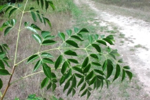 Leaves-of-Chinaberry