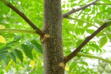 Young-trunk-of-Chinaberry