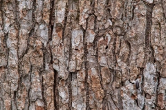 Bark-of-Chinaberry