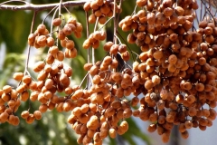 Bunch-of-Chinaberry-fruits