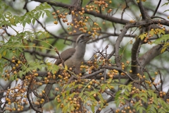 Chinaberry-Fruits-on-the-tree