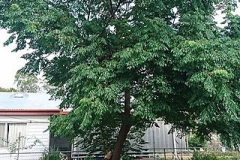 Chinaberry-Tree