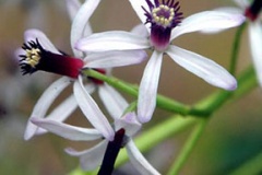 Closer-view-of-flowers-of-Chinaberry