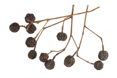Dried-berries-of-Chinaberry