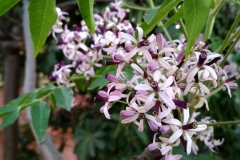 Flowers-of-Chinaberry