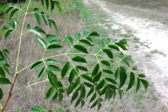 Leaves-of-Chinaberry