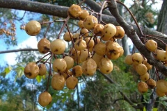 Mature-berries-of-Chinaberry