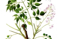 Plant-Illustration-of-Chinaberry