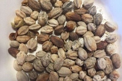 Seeds-of-Chinaberry