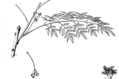 Sketch-of-Chinaberry