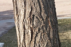 Trunk-of-Chinaberry