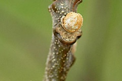 Twig-of-Chinaberry