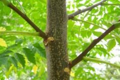 Young-trunk-of-Chinaberry