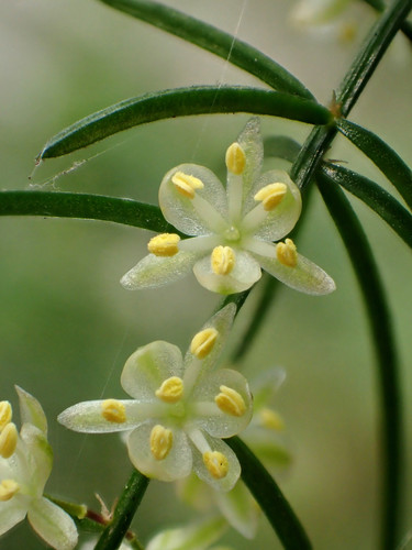 Closer-view-of-flower-of-Chinese-asparagus