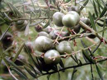 Immature-fruits-of-Chinese-asparagus