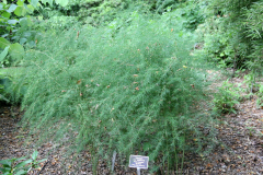 Chinese-asparagus-plant