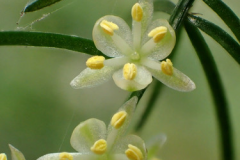 Closer-view-of-flower-of-Chinese-asparagus