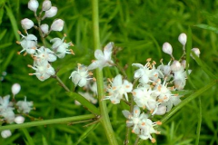 Flower-of-Chinese-asparagus