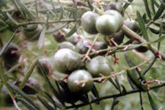 Immature-fruits-of-Chinese-asparagus
