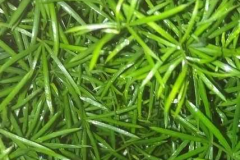 Leaves-of-Chinese-asparagus