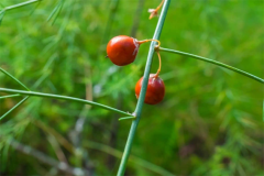 Mature-fruits-of-Chinese-asparagus