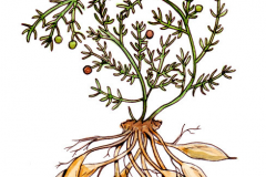 Plant-Illustration-of-Chinese-asparagus