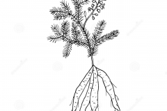 Sketch-of-Chinese-asparagus