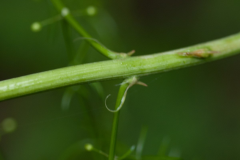 Stem-of-Chinese-asparagus