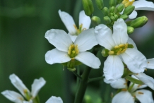 Close-up-flower-of-Chinese-broccoli