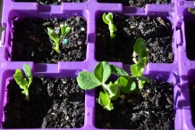 Seedlings-of-Chinese-broccoli