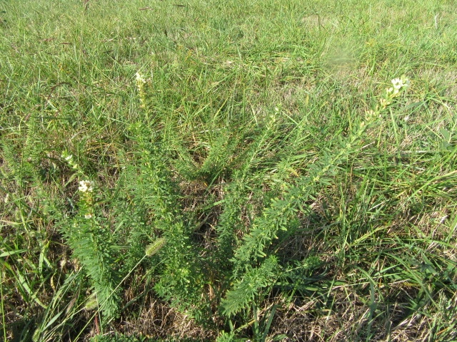 Chinese-bush-clover-plant-growing-wild