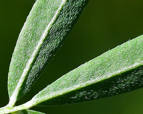 Closer-ventral-view-of-Chinese-bush-clover-leaf