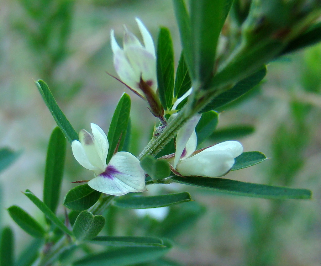 Flowers-of-Chinese-bush-clover