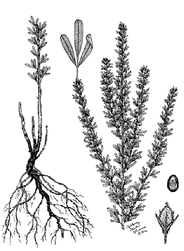 Plant-illustration-of-Chinese-bush-clover