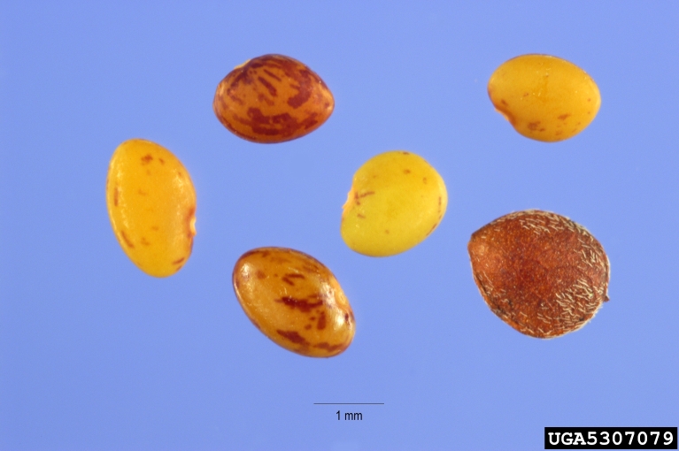 Seeds of Chinese bush clover