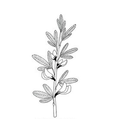 Sketch-of-Chinese-Bush-Clover