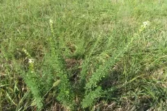 Chinese-bush-clover-plant-growing-wild