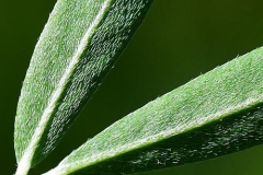 Closer-ventral-view-of-Chinese-bush-clover-leaf