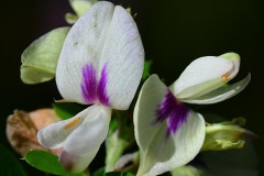 Closer-view-of-flower-of-Chinese-bush-clover
